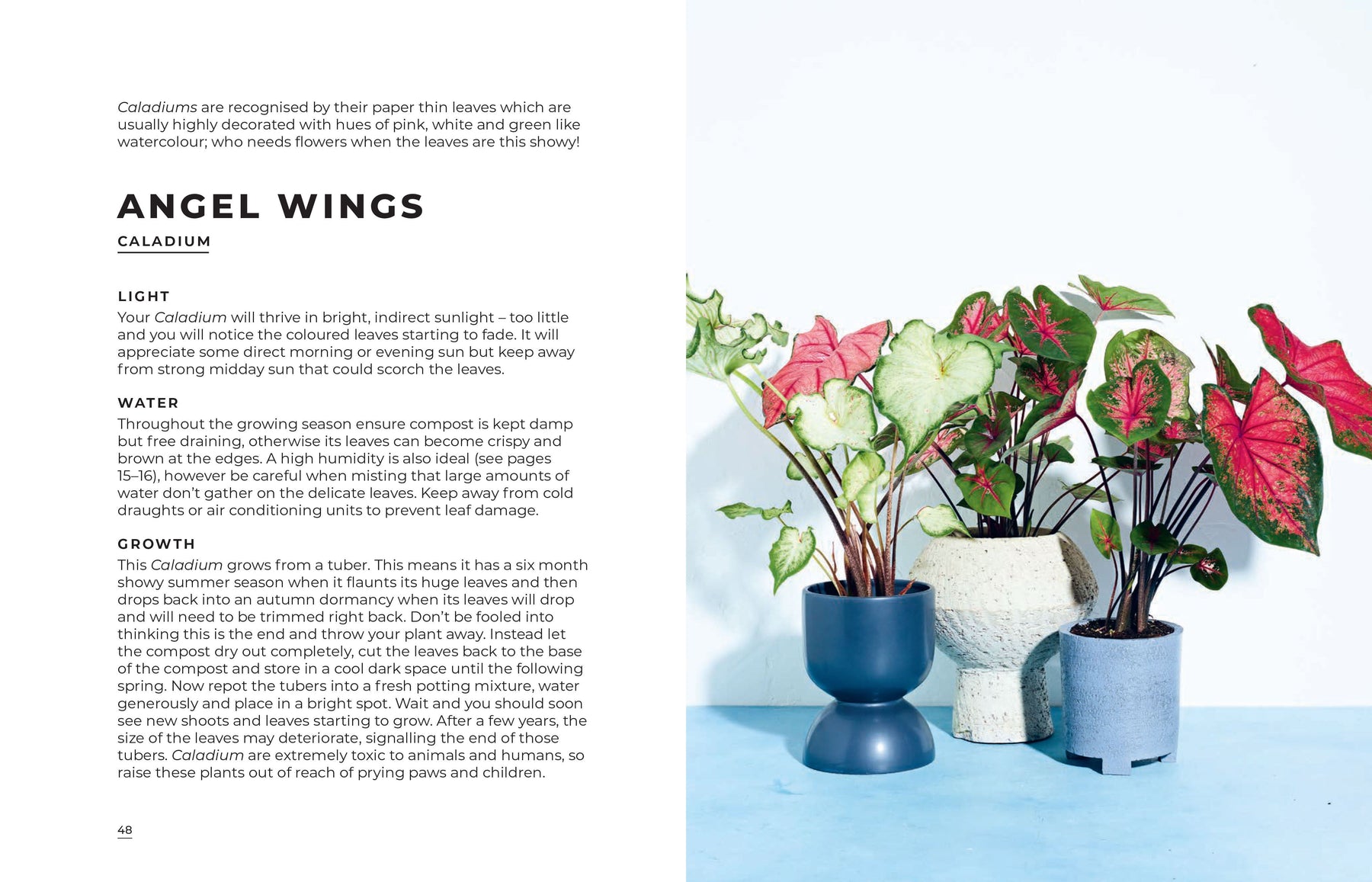 the big book of house plants Book - Big Book Of House Plants – Industry & Co