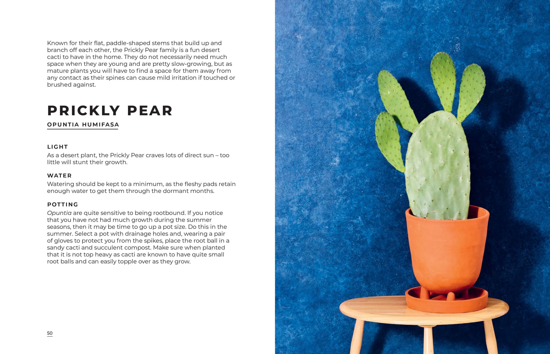the big book of house plants Book - Big Book Of House Plants – Industry & Co