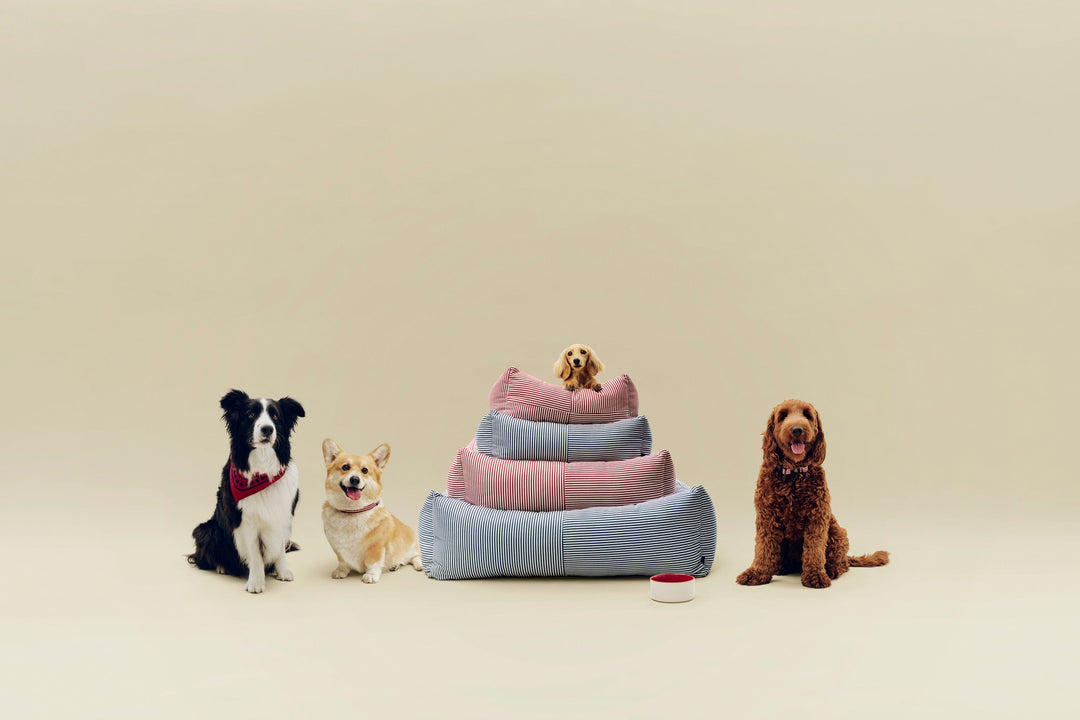 Dog Bed - Small/Zip - Blue & White Stripe – Industry & Co - Home