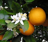Aeolis Skincare - Hand Cream - Age Defence & Moisturising - Citrus 