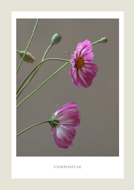 Flower poster A3 - Compositae – Industry & Co