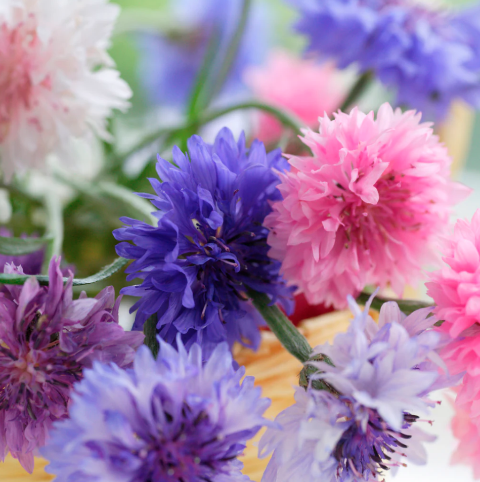 Seed Packets - Cornflower - Polka Dot Mix – Industry & Co - Home